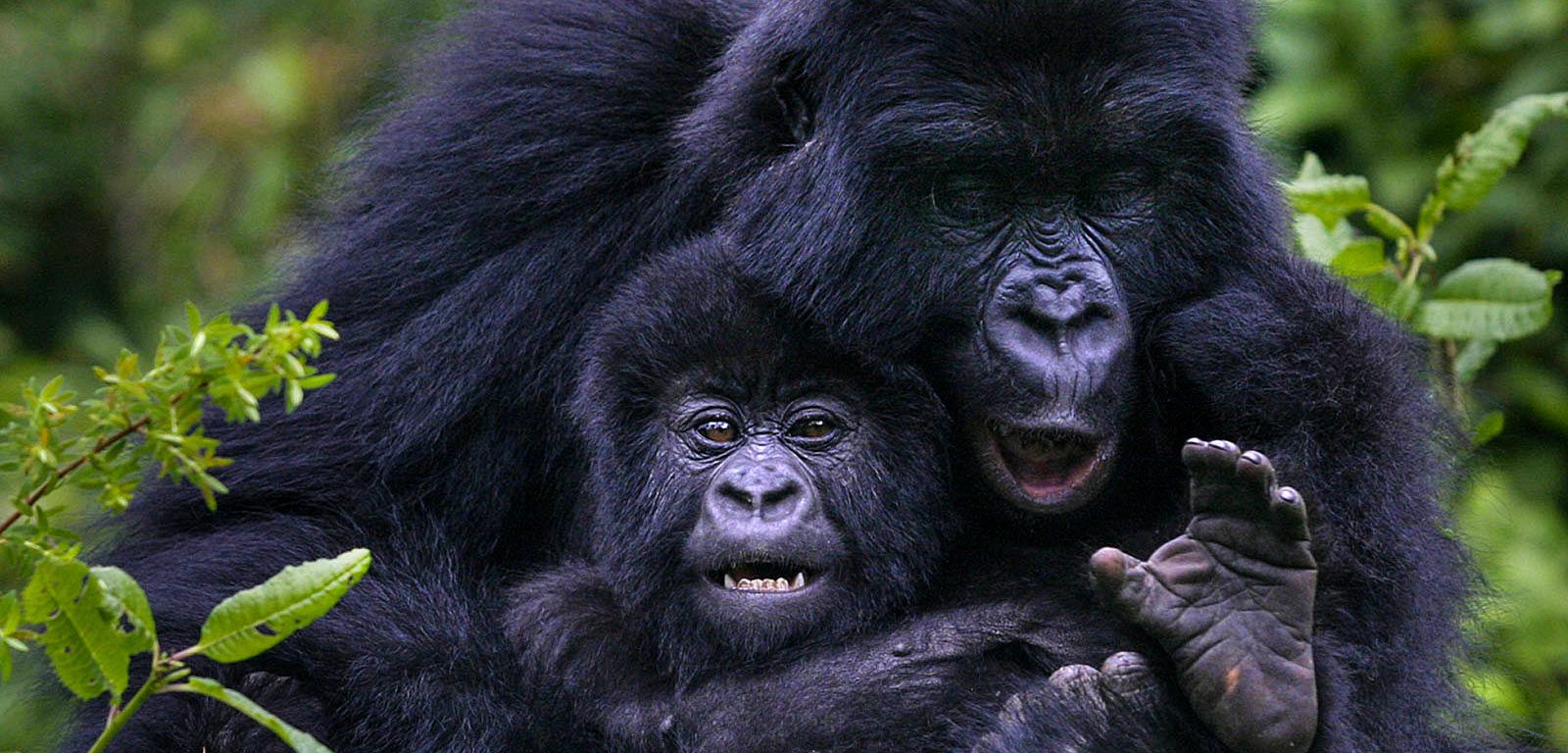 Day 2: Gorilla Trekking in Volcanoes and Cultural Experience