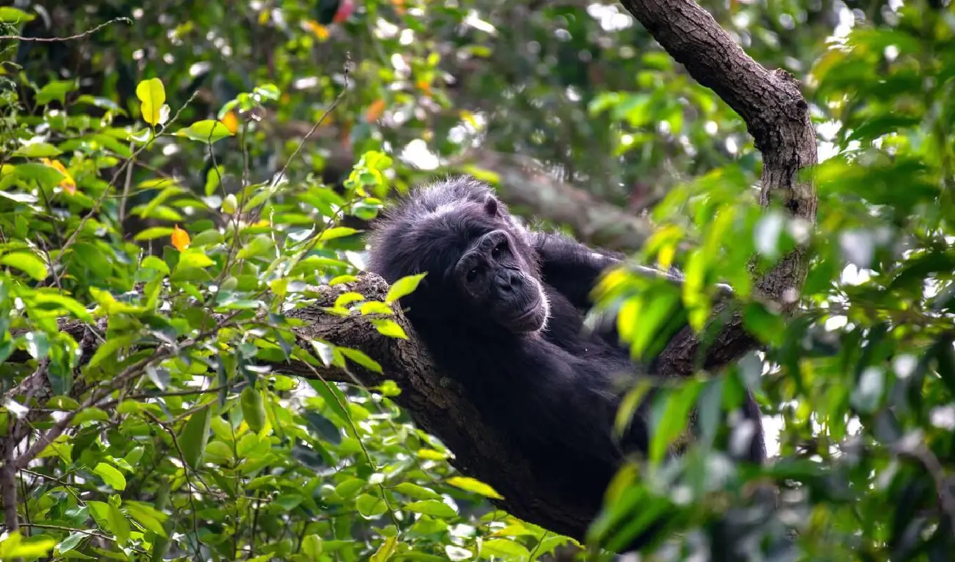 Day 2: Chimpanzee Tracking and Transfer to Rwenzori Mountains National Park