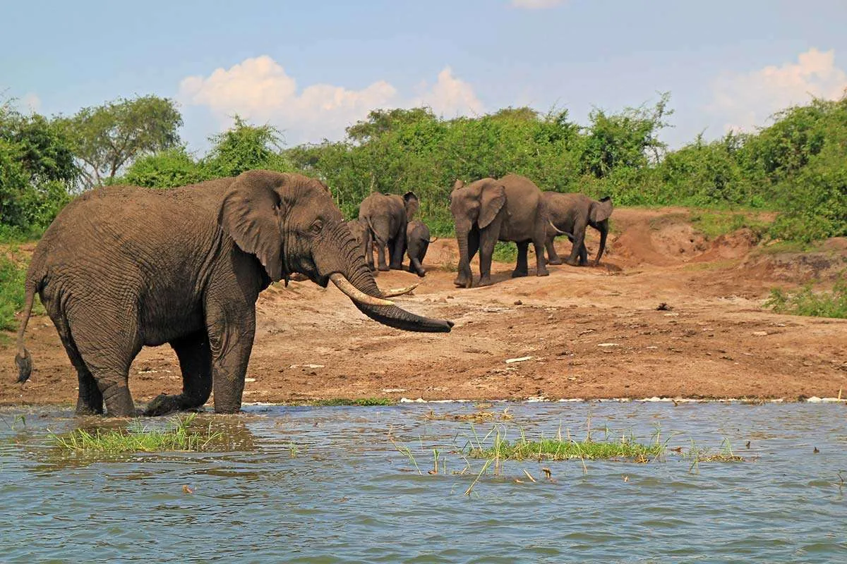 Day 5: Transfer to Queen Elizabeth National Park and Kazinga Channel Boat Cruise