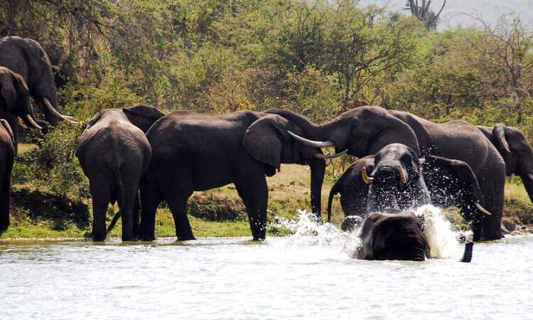 Day 6: Morning Game Drive and Transfer to Kampala via Kikorongo Equator