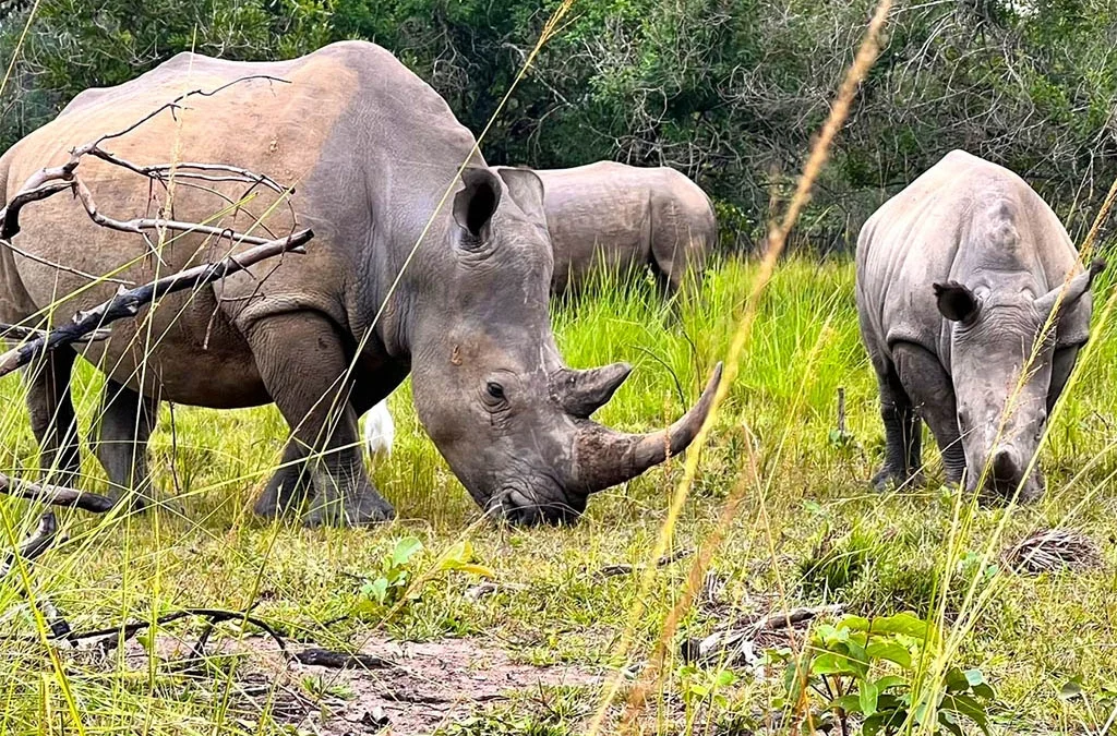 Day 1: Entebbe, Ziwa Rhino Sanctuary and Murchison Falls National Park