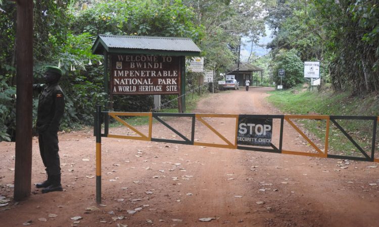 Day 1: Transfer to Bwindi Impenetrable National Park