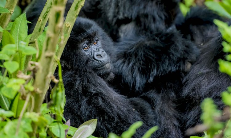 Day 2: Gorilla Trekking and Transfer to Mgahinga Gorilla National Park
