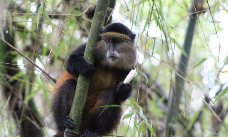 Day 3: Golden Monkey Trekking in Mgahinga Gorilla National Park