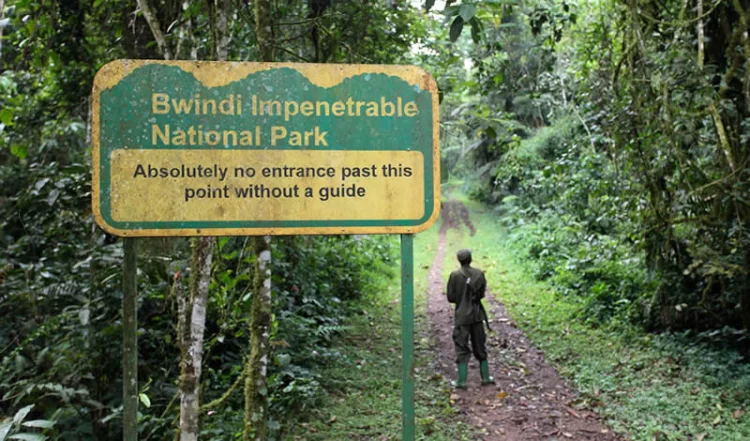 Day 3: Transfer to Bwindi Impenetrable National Park