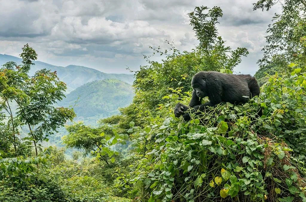 Day 4: Gorilla Trekking Experience in Bwindi