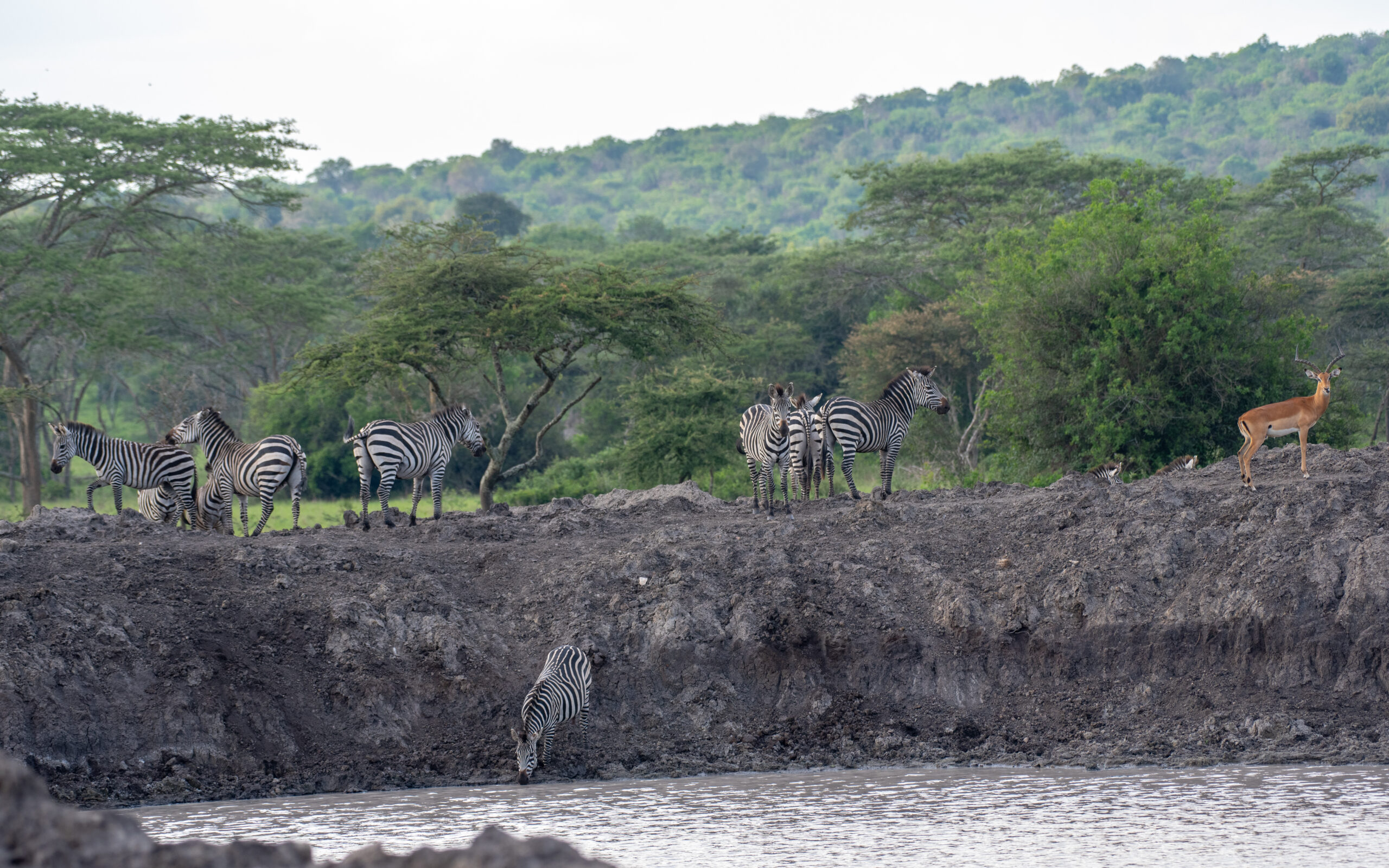 Day 5: Transfer to Lake Mburo National Park and walking safari