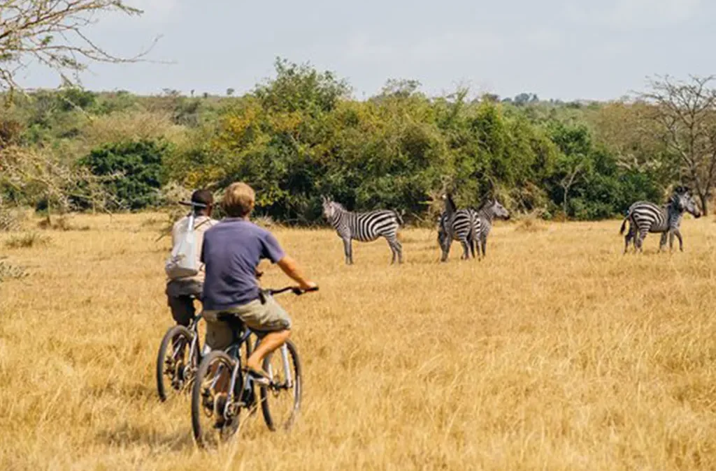 Day 1: Transfer to Lake Mburo National Park and Cycling Experience