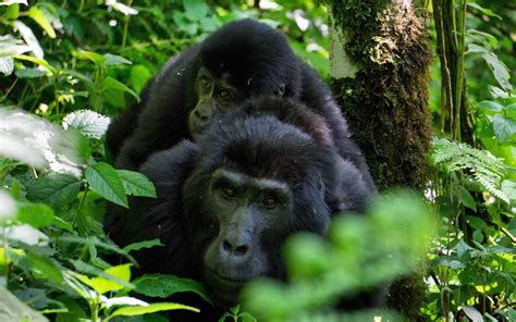 Day 3: Transfer to Bwindi Impenetrable National Park and Batwa Forest Experience