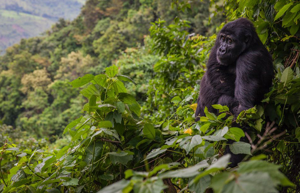 Day 4: Gorilla Trekking in Bwindi Impenetrable National Park