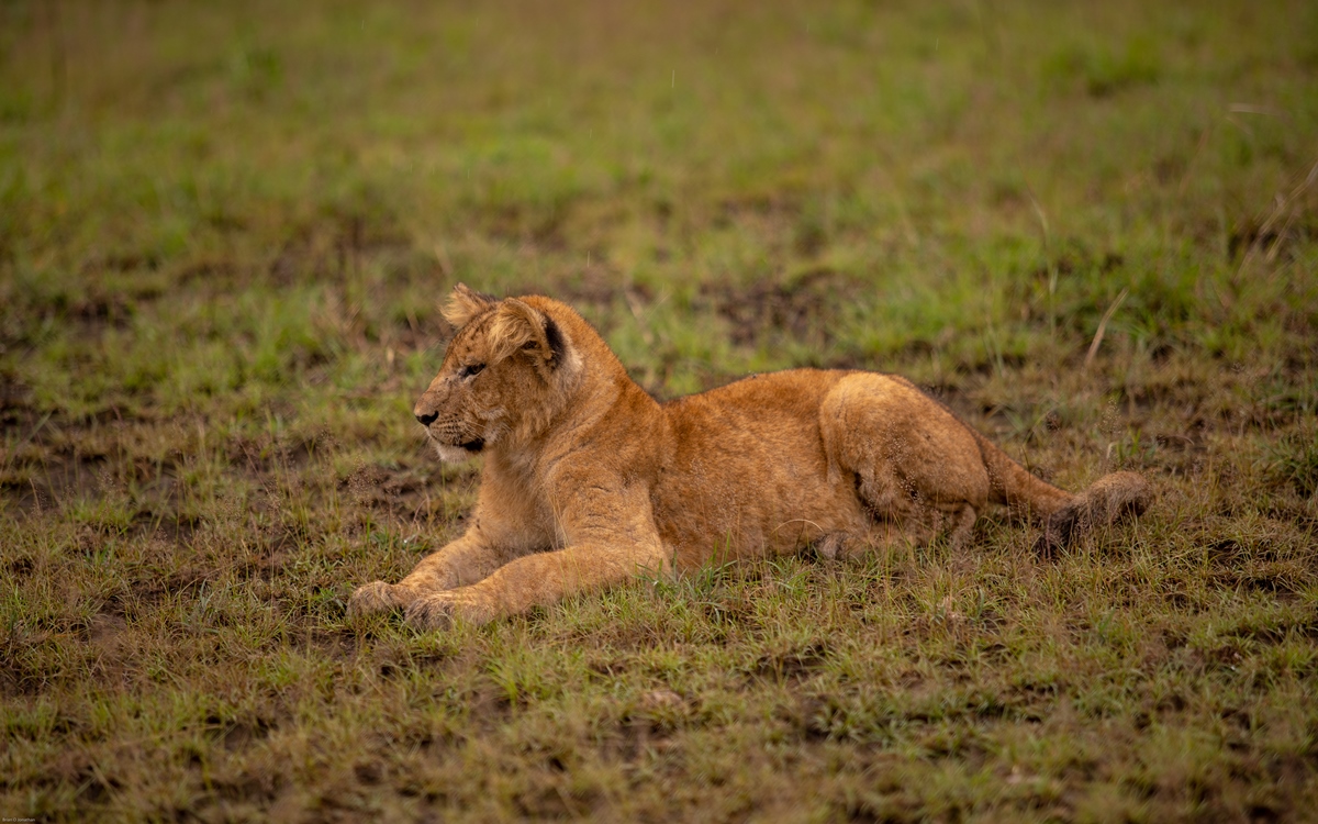 Day 6: Morning Game Drive and Transfer to Kibale National Park