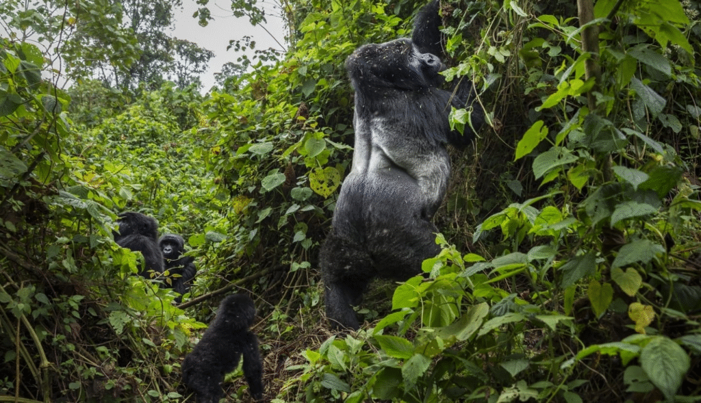 Day 1: Arrival and Transfer to Bwindi Gorilla Park