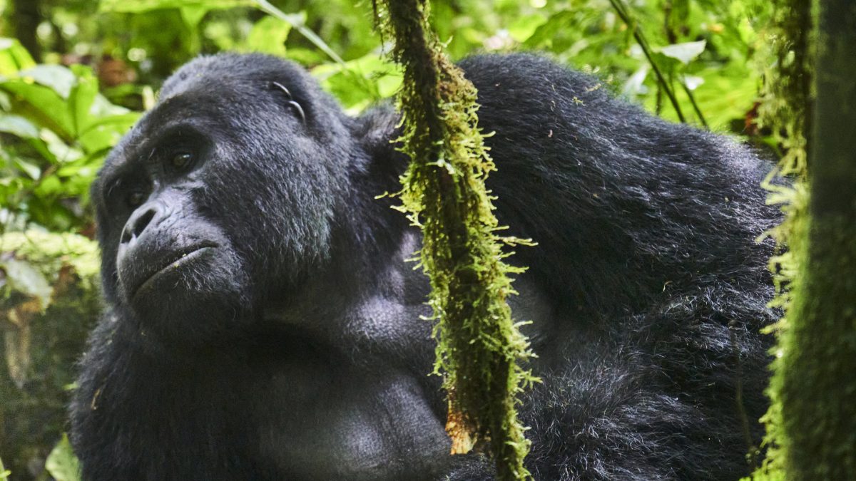 Day 2: Gorilla Trekking in Rushaga with Batwa culture