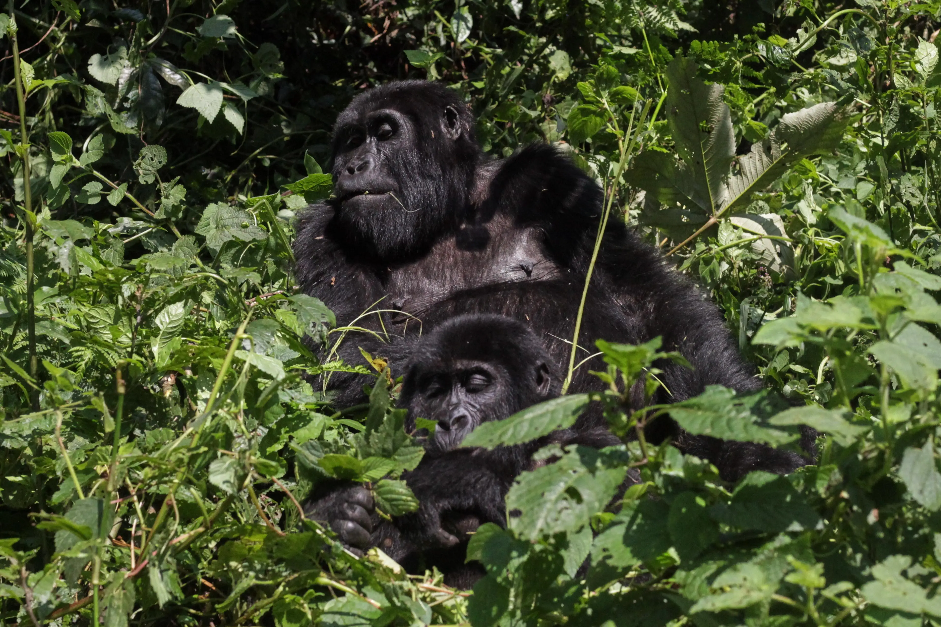 Day 3: Gorilla Trekking in Nkuringo with Lake Bunyonyi