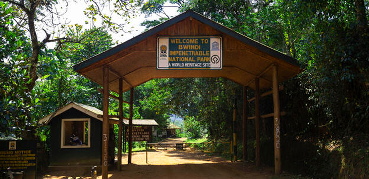 Day 1: Pick Up and Transfer to Bwindi National Park Buhoma Sector