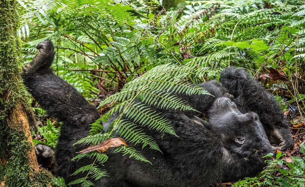 Day 2: Gorilla Trekking and Gorilla Doctors Visit