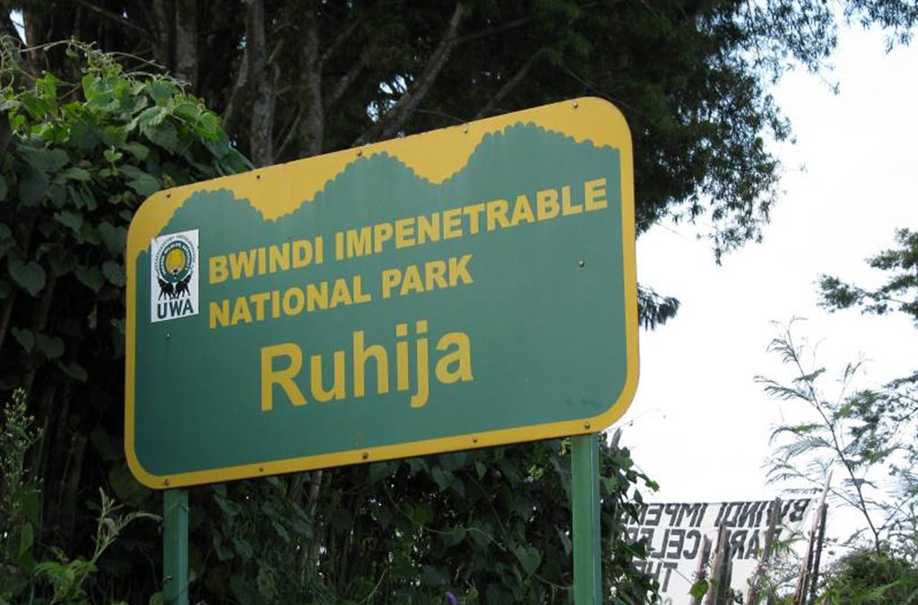 Day 1: Arrival and Transfer to Bwindi National Park Ruhija