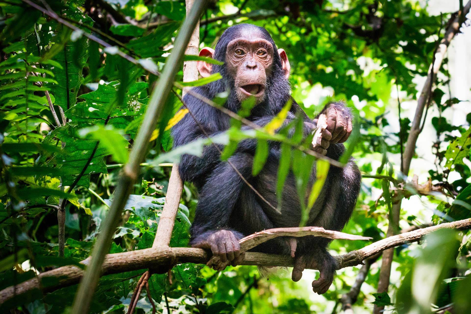 Day 2: Chimpanzee Trekking and Bigodi Swamp Walk