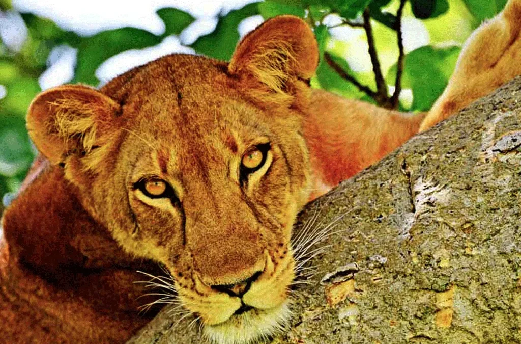 Day 3: Visit Tree Climbing Lions in Ishasha and Proceed to Bwindi