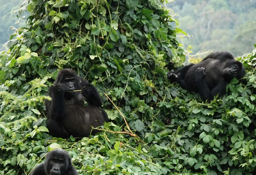 Day 4: Gorilla Trekking and Relaxation at Lake Bunyonyi