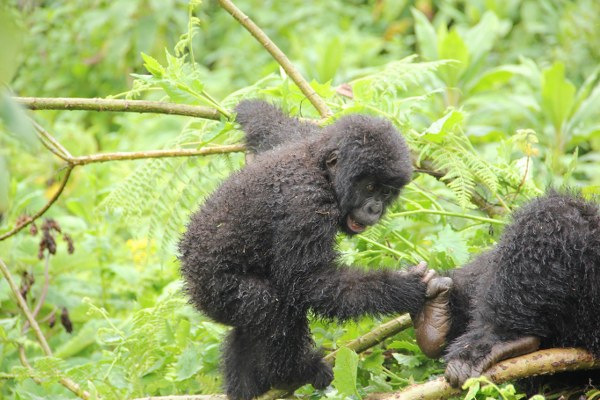 Day 5: Return to Kampala, Entebbe or Kigali