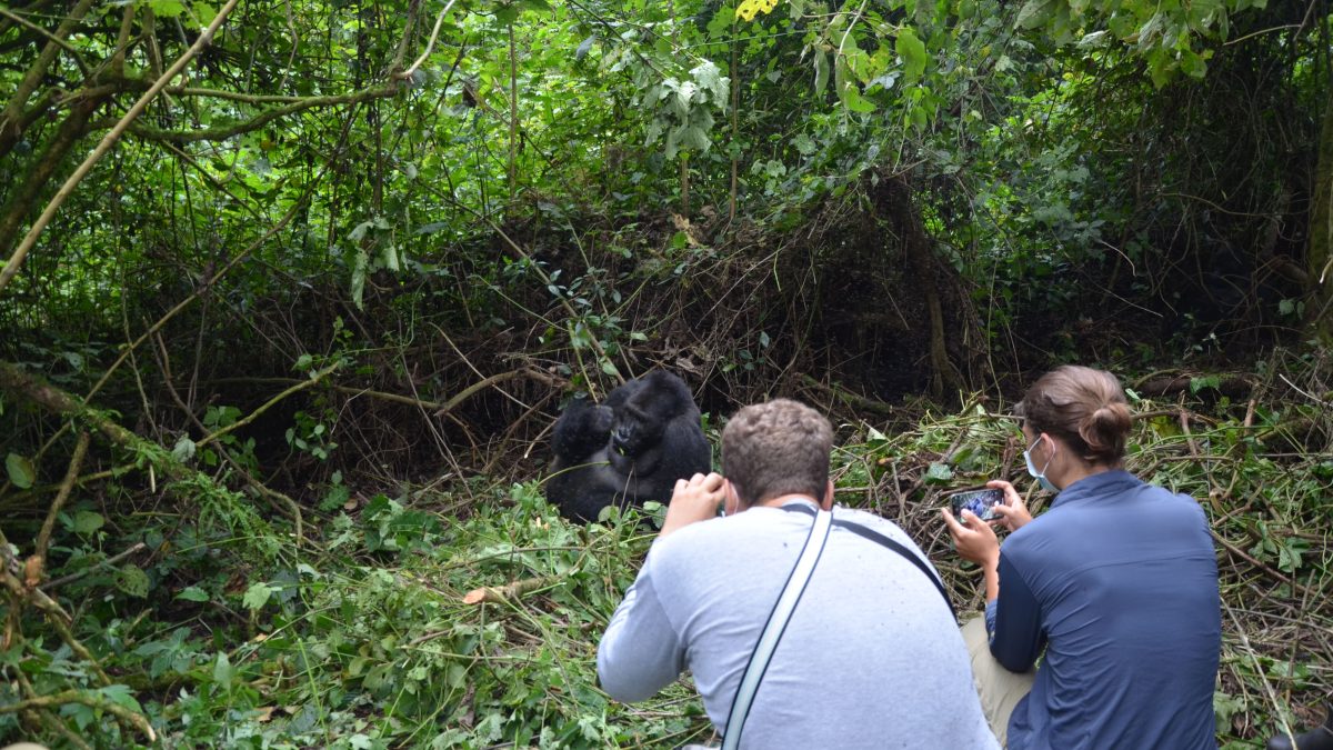 Day 2: Gorilla Trekking and Relaxation at Lake Kivu