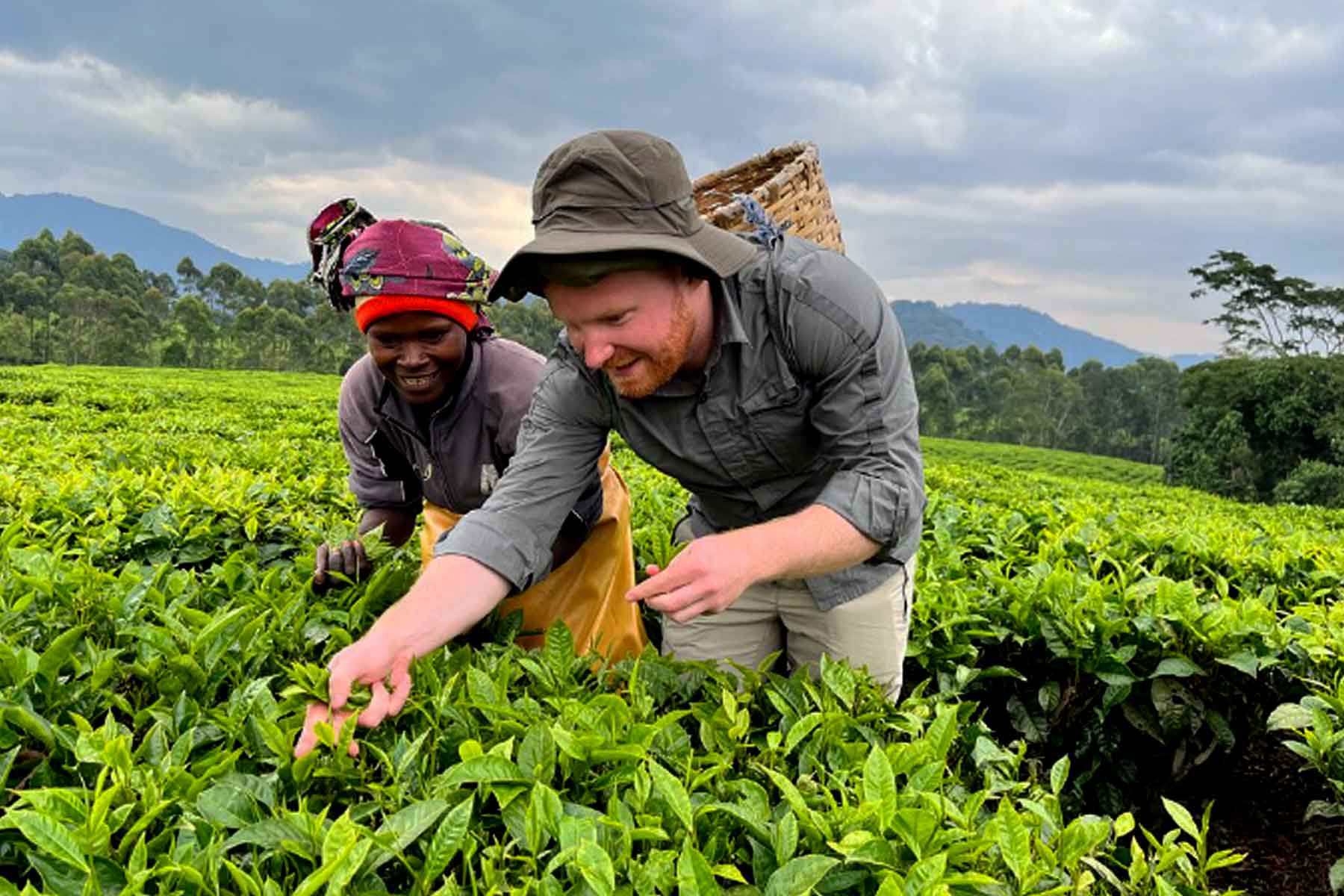 Day 1: Pickup, Transfer to Nyungwe and Tea Experience