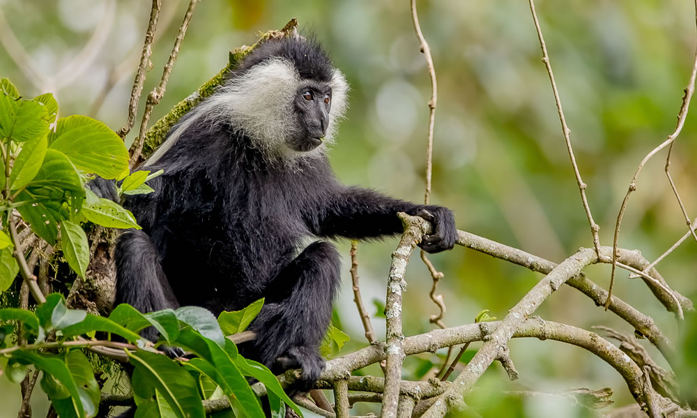 Day 3: Nature Walk, Monkey Trekking and Return to Kigali