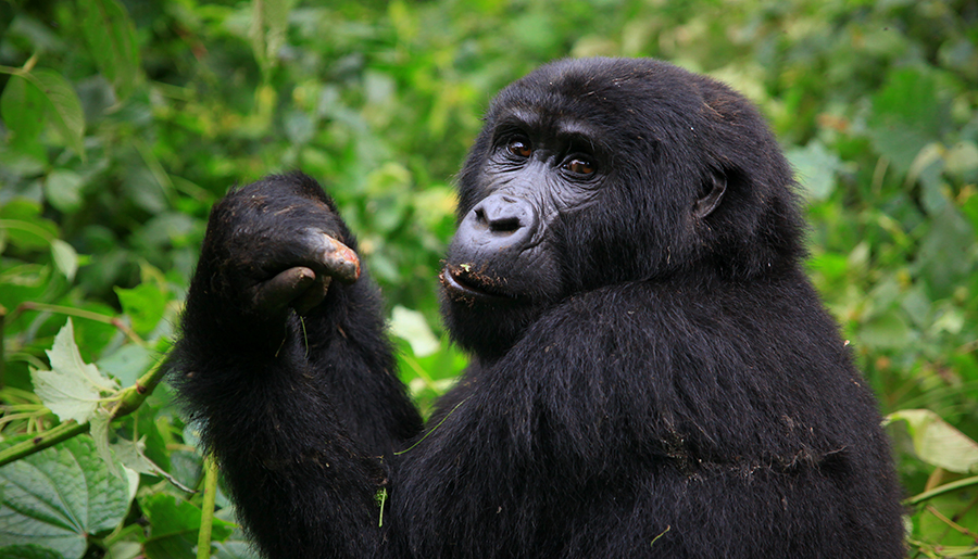 Day 3: Gorilla Trekking and Evening at Lake Bunyonyi