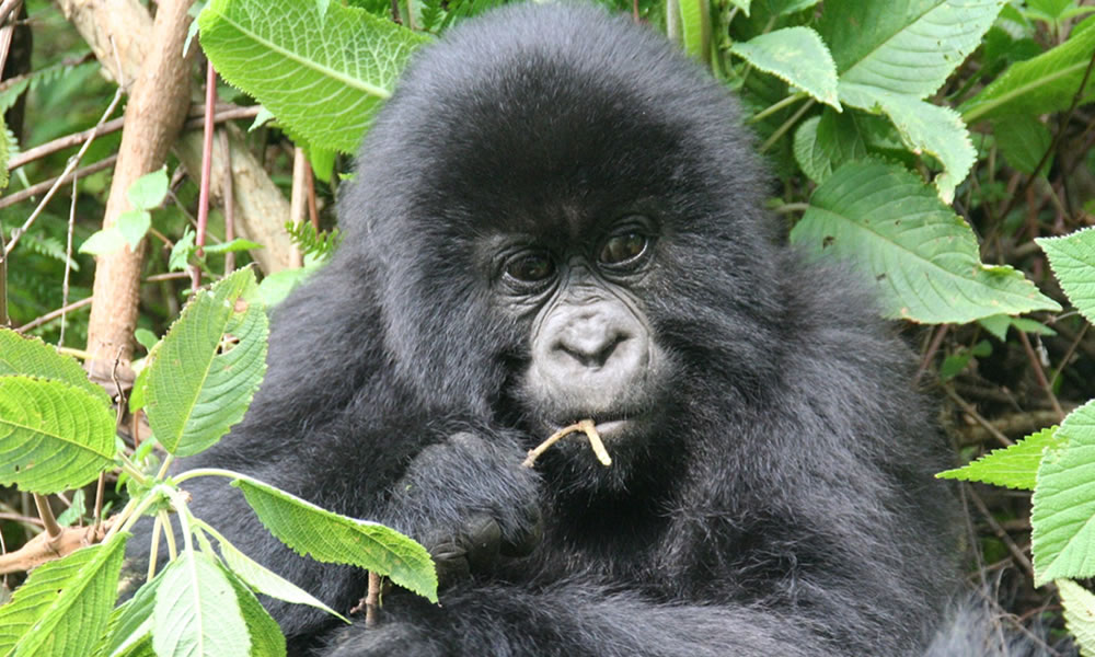 Day 3: Gorilla Trekking and Culture