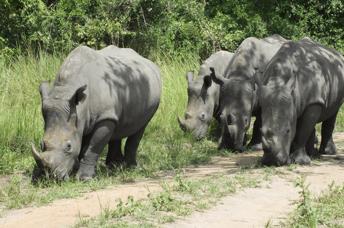 Day 3: Visit Ziwa Rhinos and Continue to Murchison Falls