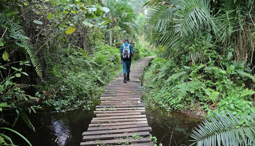 Day 5: Proceed to Kibale National Park and Community Experience