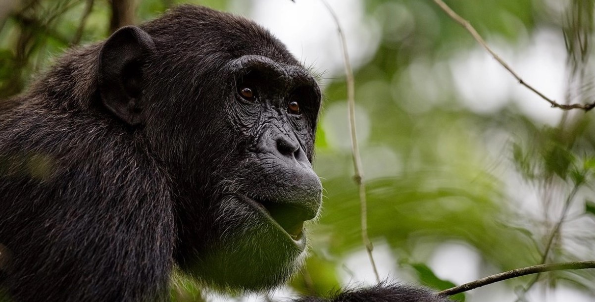 Day 6: Chimpanzee Trekking and Boat Safari in Queen Elizabeth
