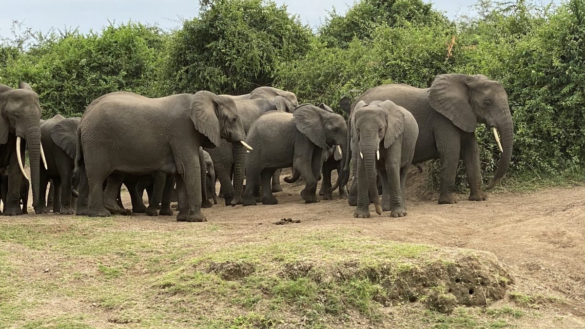 Day 7: Game Drives and Continue to Bwindi National Park