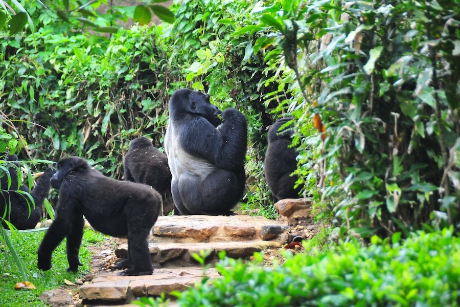 Day 8: Gorilla Trekking and Lake Bunyonyi