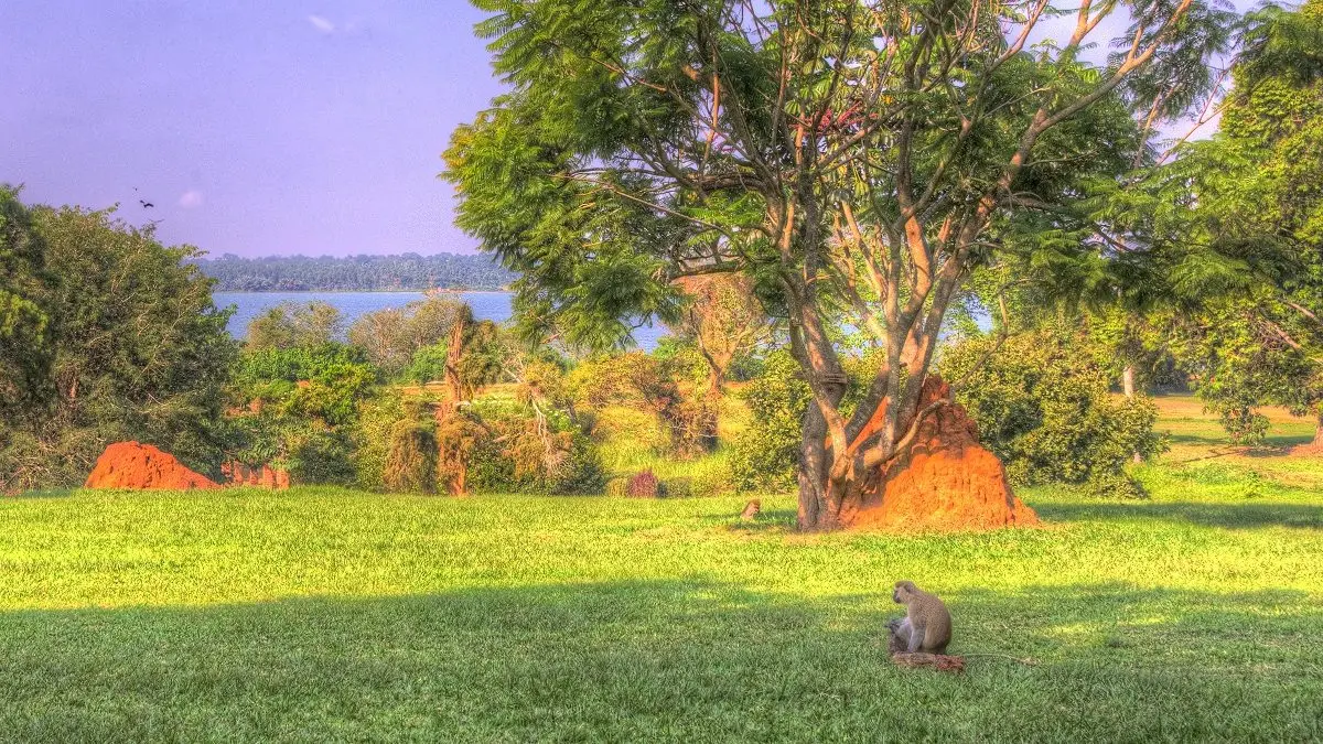 Day 1: Hotel Pickup and Mabamba Shoebill Birding