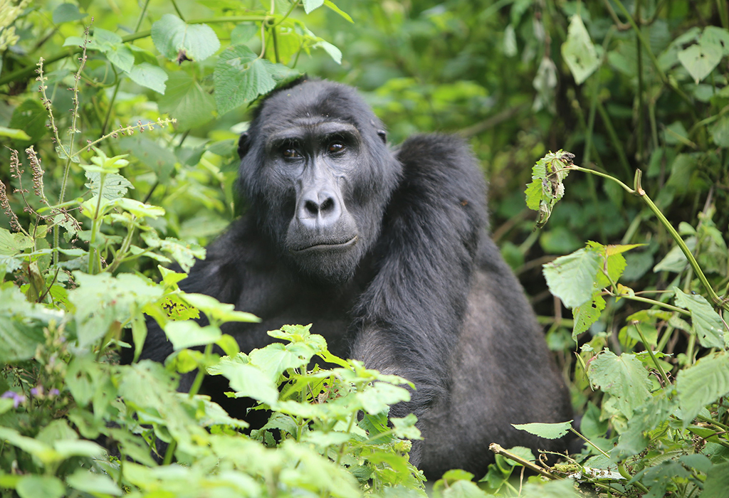 Day 5: Gorilla Trekking and Dian Fossey Hike