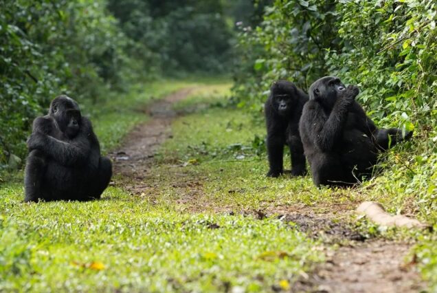Day 1: Arrival at Entebbe andTransfer to Bwindi Gorilla Park