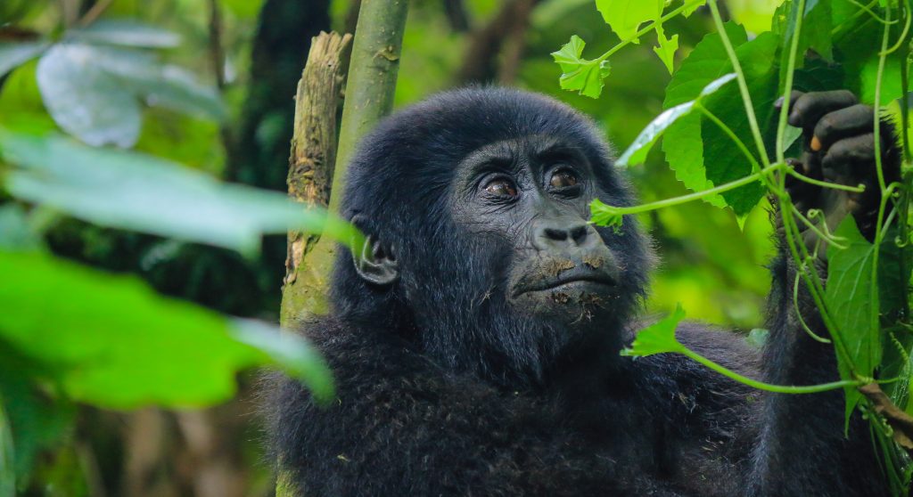 Day 2: Rushaga Gorilla Trekking Experience with Batwa