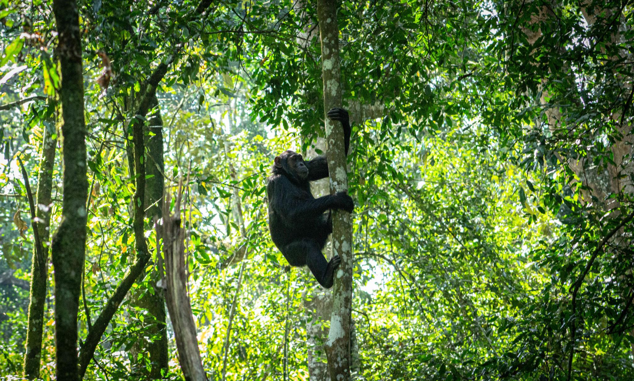 Day 2: Chimpanzee Trekking and Crater Lakes Exploration and Guided Hike