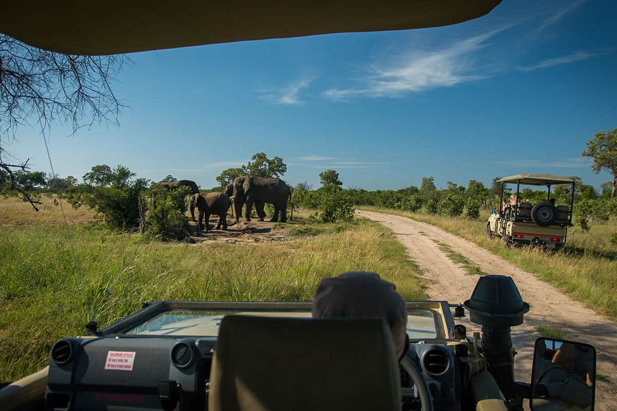 Day 3: Morning Game Drive and Transfer to Murchison Falls National Park