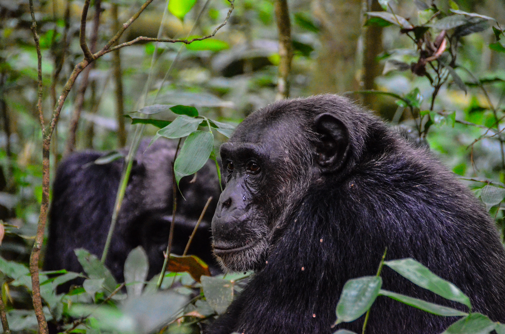 Day 4: Transfer to Kibale National Park