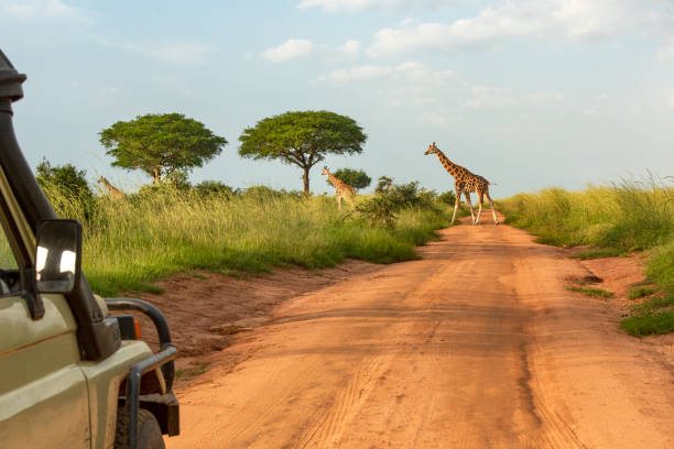 Day 8: Game Drive, Transfer to Bwindi