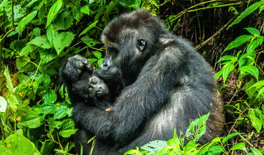 Day 9: Gorilla Trekking in Bwindi Impenetrable National Park