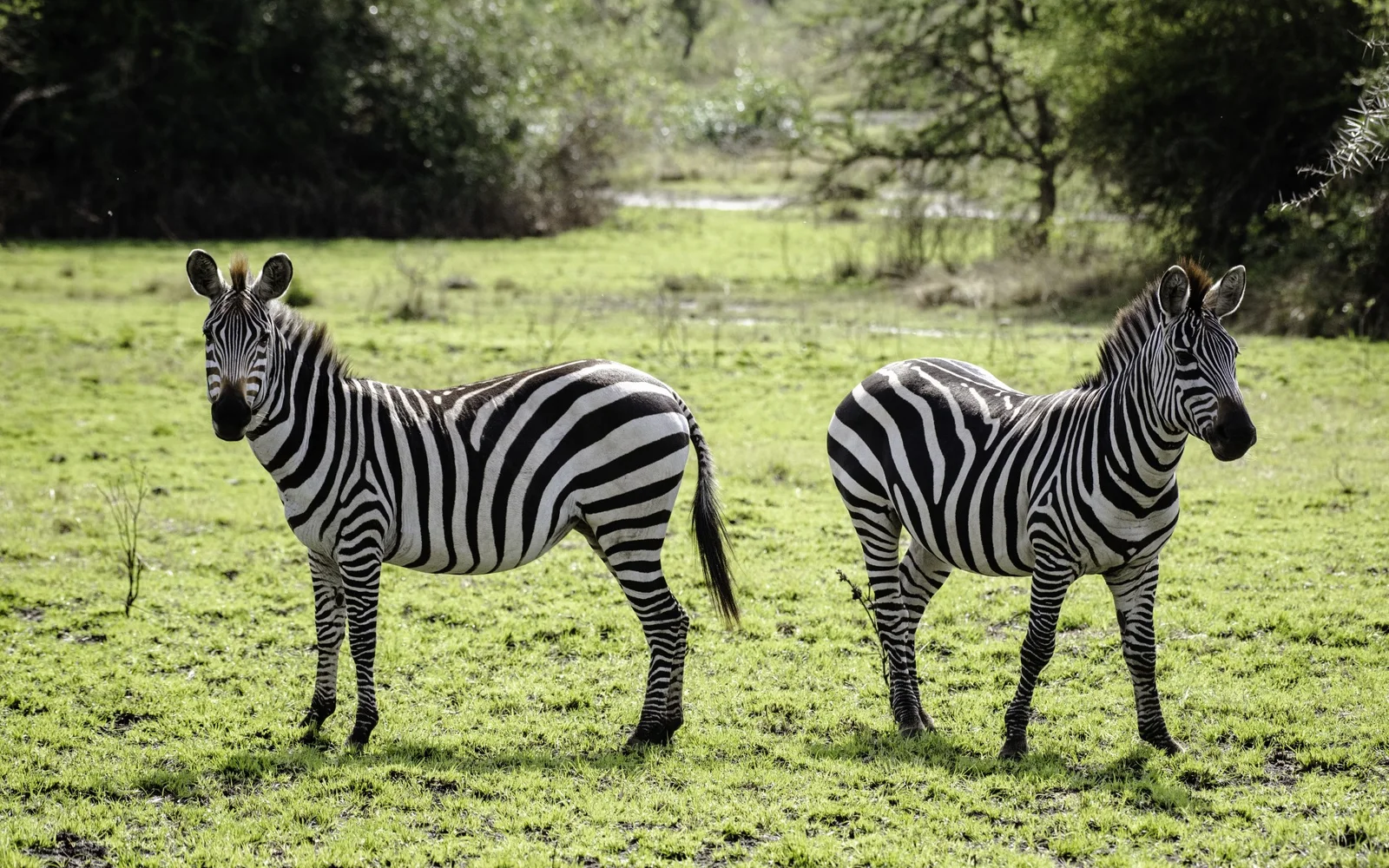 Day 12: Morning Game Drive and Transfer to Kampala or Entebbe