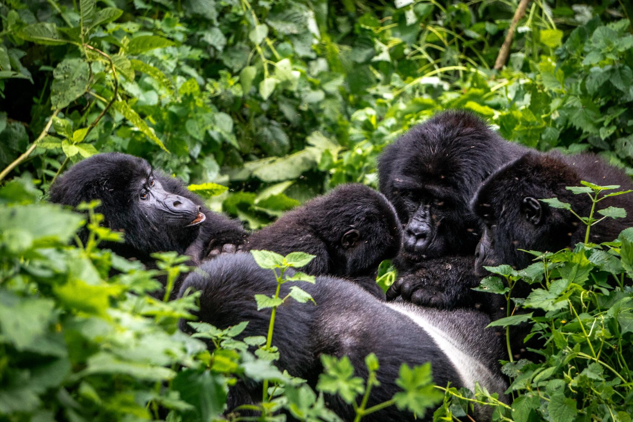 Day 1: Pickup, Transfer to Bwindi Impenetrable National Park