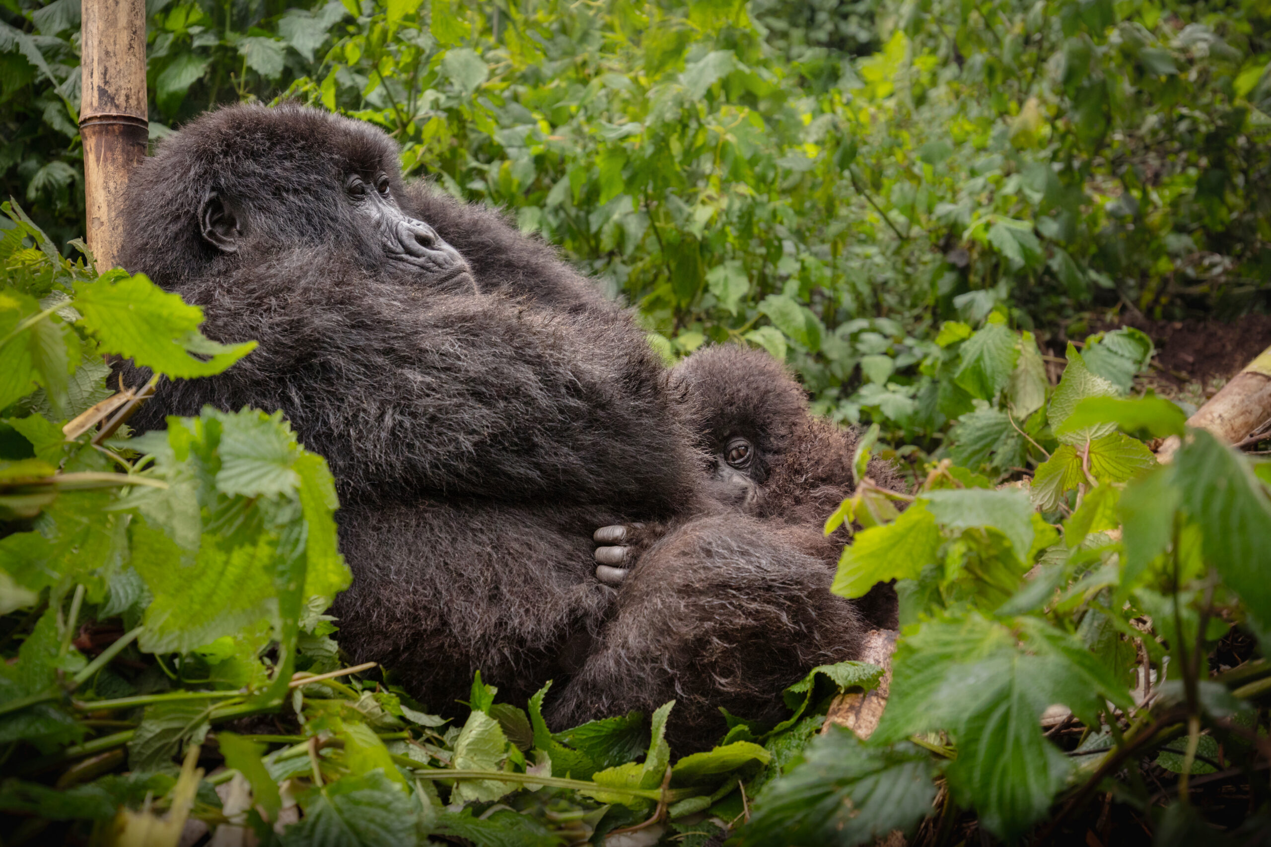 Day 2: Gorilla Trekking and Transfer to Queen Elizabeth National Park