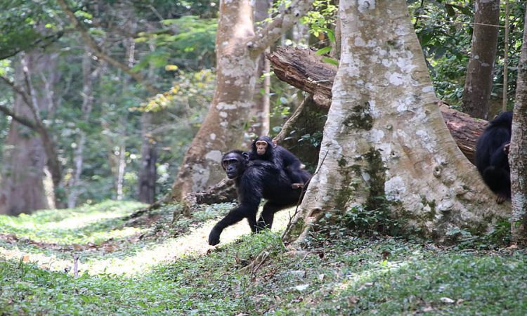 Day 3: Chimpanzee Trekking in Kyambura Gorge and Kazinga Channel Boat Cruise