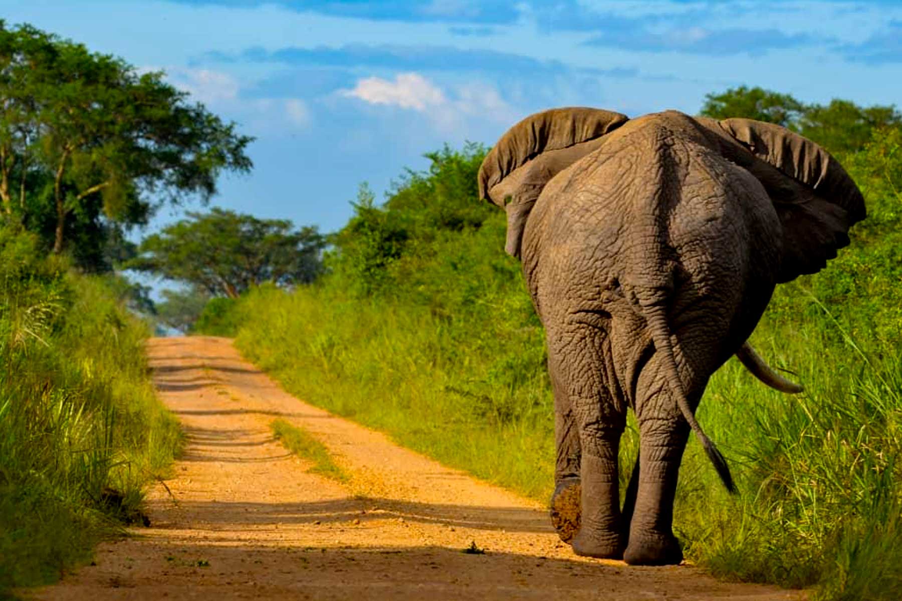Day 4: Morning Game Drive and Transfer to Kampala