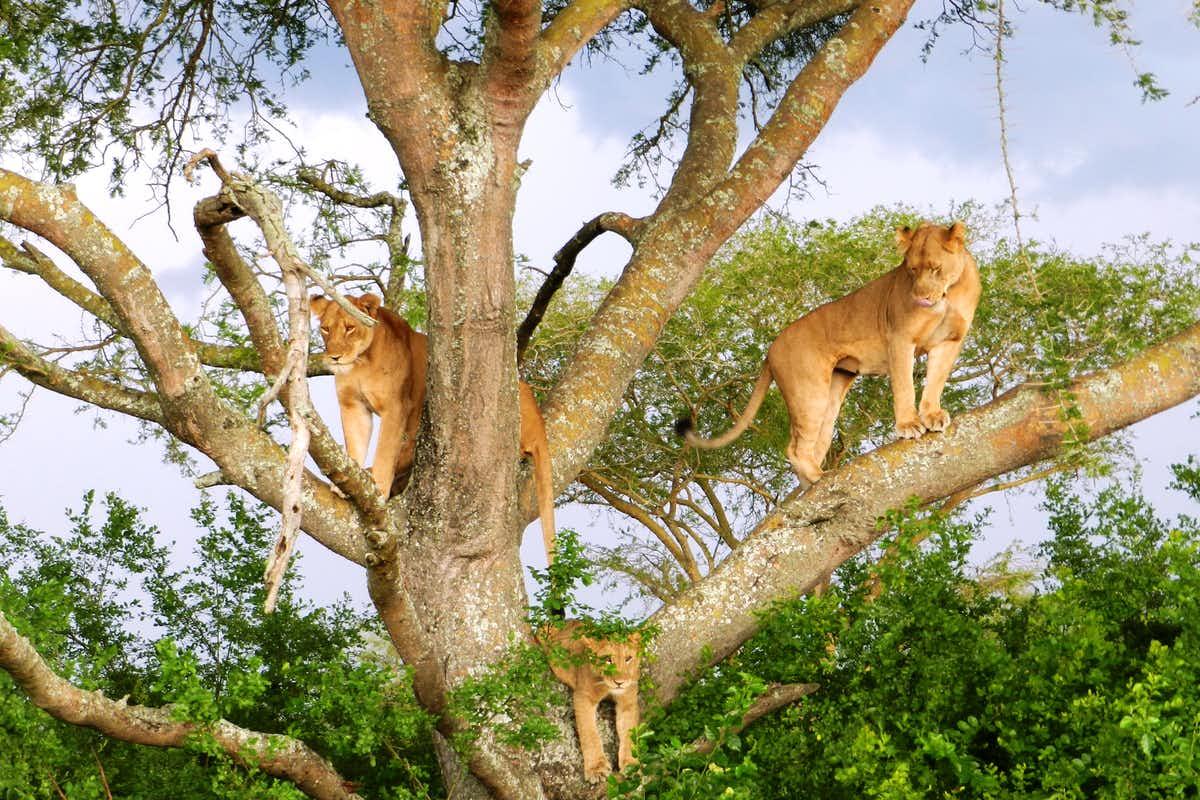 Day 3: Morning Game Drive and Kazinga Channel Boat Cruise